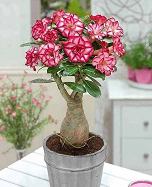 沙漠玫瑰寿命几年