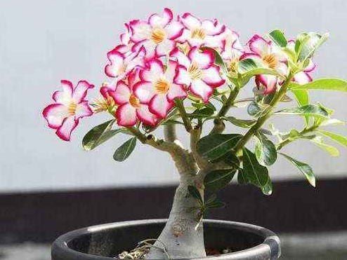 沙漠玫瑰寿命几年