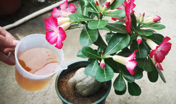 沙漠玫瑰寿命几年