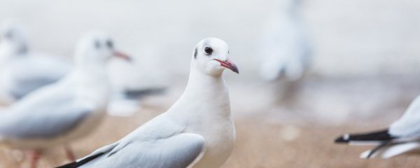 鸽子草窝怎么保存不发霉