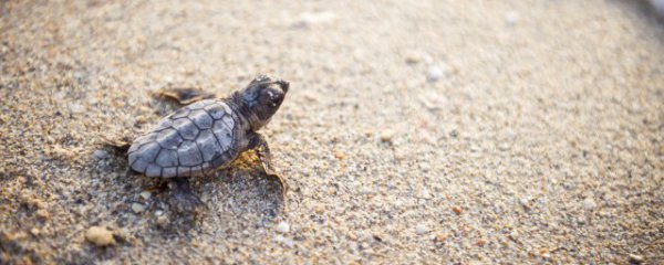 观赏龟的种类有哪些