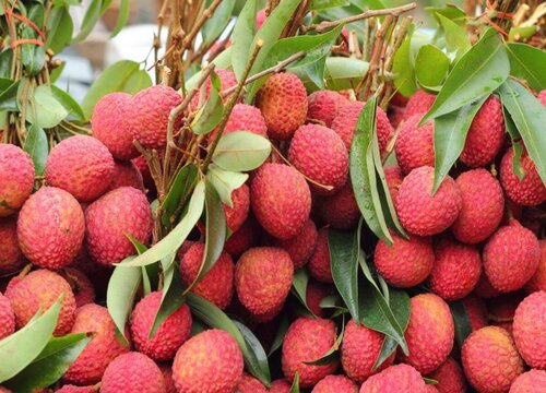 广州荔枝什么时候成熟