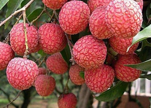 广州荔枝什么时候成熟