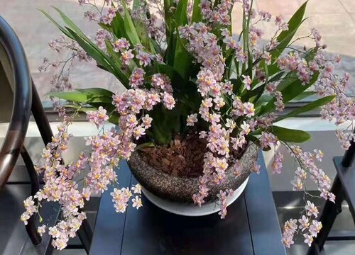 夏季养兰花如何防治根腐