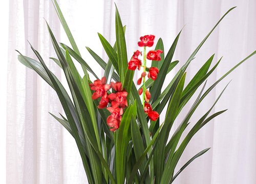 夏季养兰花如何防治根腐