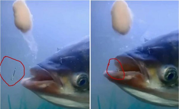 钓鲢鳙调漂操作方法