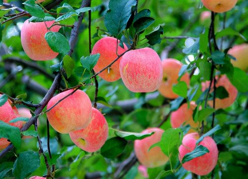 10亩苹果一年利润多少钱