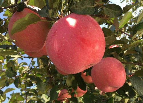 10亩苹果一年利润多少钱