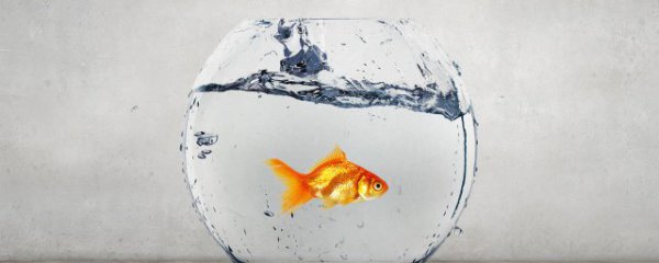 鱼缸壁多久清洗