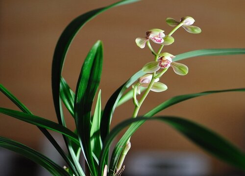 建兰花期如何做好防虫工作