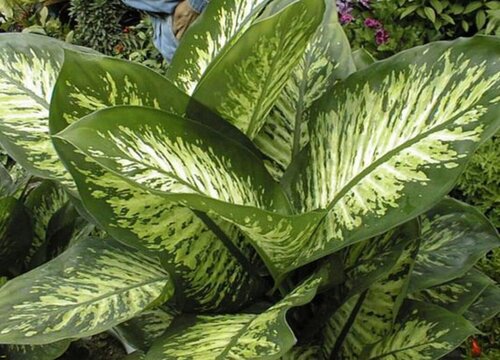 万年青哪个品种好