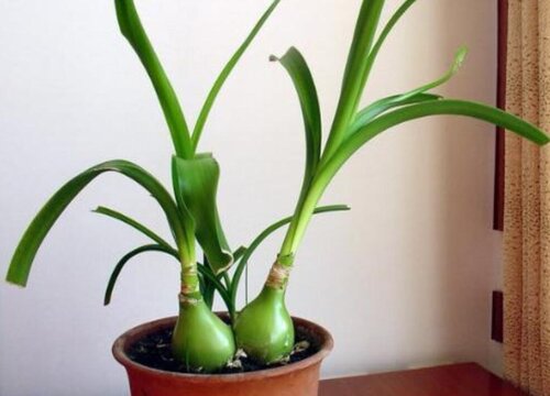 万年青哪个品种好