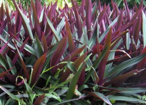 万年青哪个品种好