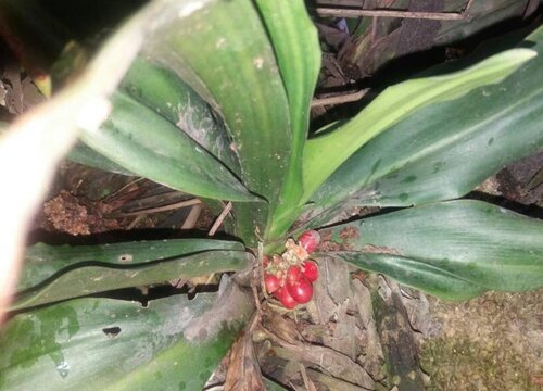 万年青哪个品种好