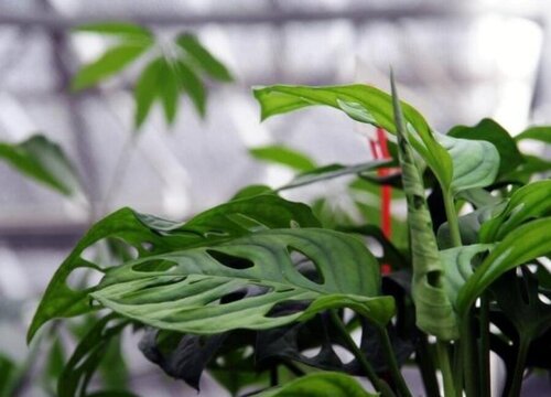 万年青哪个品种好