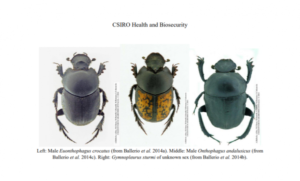 屎壳郎的特点和生活习性
