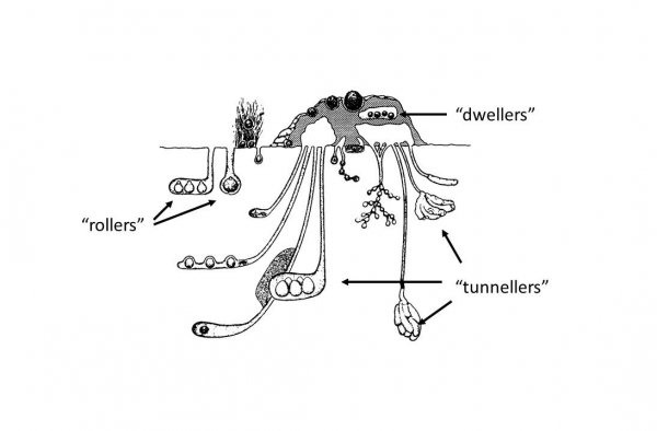 屎壳郎的特点和生活习性