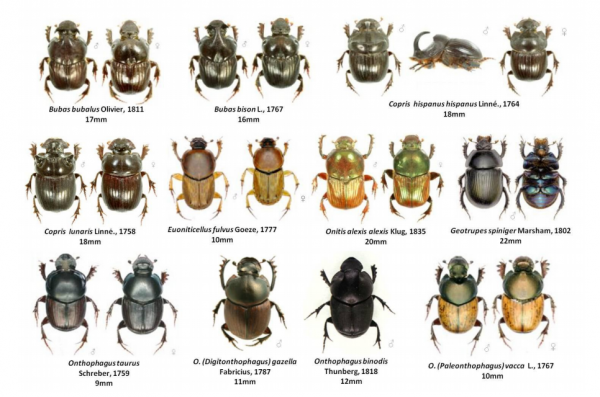 屎壳郎的特点和生活习性