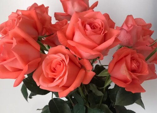 玫瑰花的生长过程