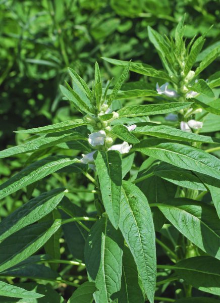 芝麻怎么种才能出好苗
