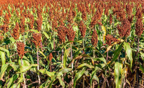 茅台酒属于什么香型的酒