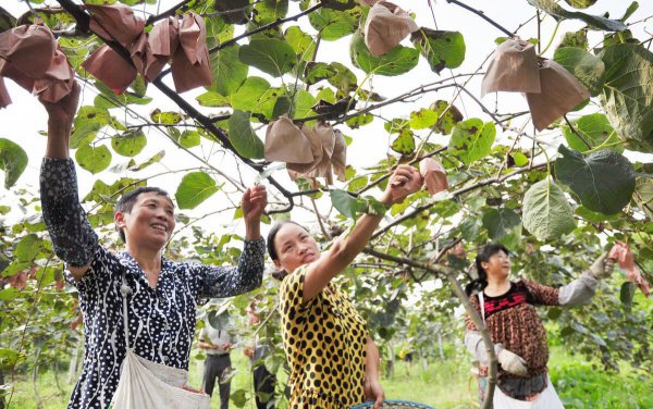 中国哪个地方的猕猴桃最出名