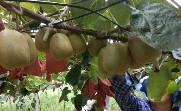 中国哪个地方的猕猴桃最出名