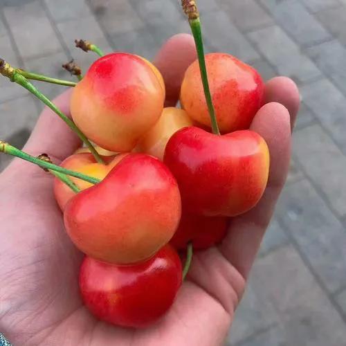 单j车厘子和双j车厘子的区别