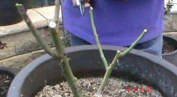 月季花冬天放在室外会冻死吗