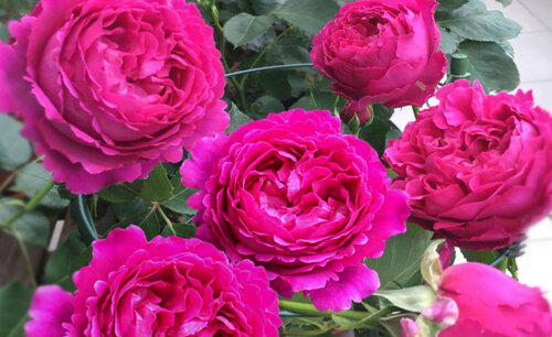 月季花冬天放在室外会冻死吗