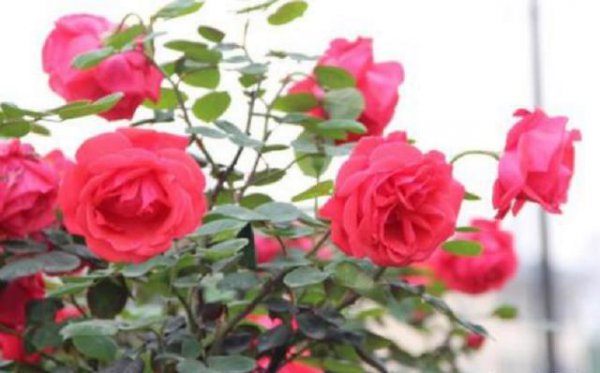 月季花冬天放在室外会冻死吗