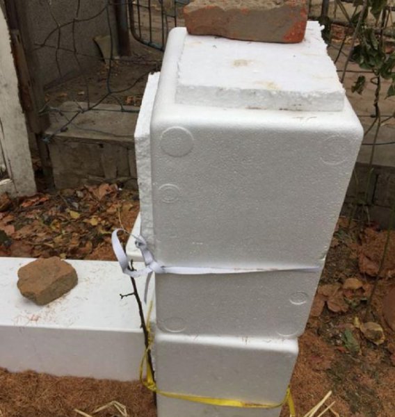 月季花冬天放在室外会冻死吗