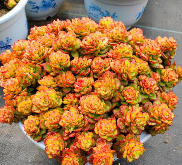 蜡牡丹多肉好养吗