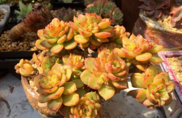 蜡牡丹多肉好养吗