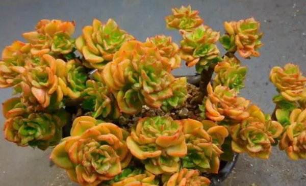 蜡牡丹多肉好养吗