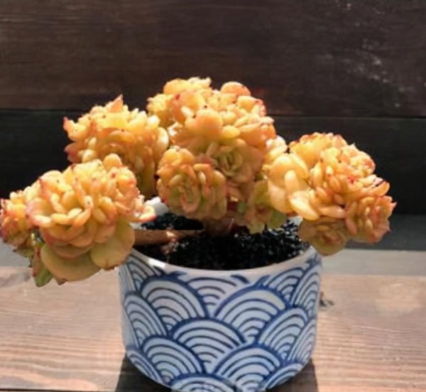 蜡牡丹多肉好养吗