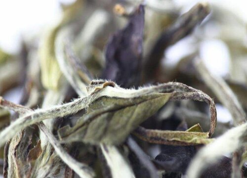 白茶是属于红茶还是属于绿茶