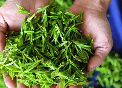 中国十大名茶是哪十种