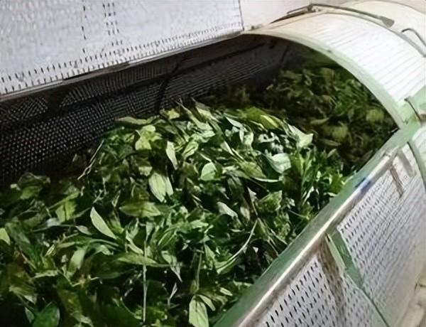 绿叶红镶边是什么茶叶的特点