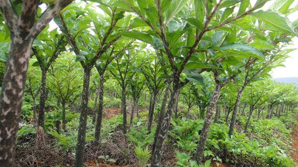1亩魔芋种植利润分析