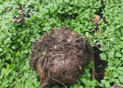 1亩魔芋种植利润分析