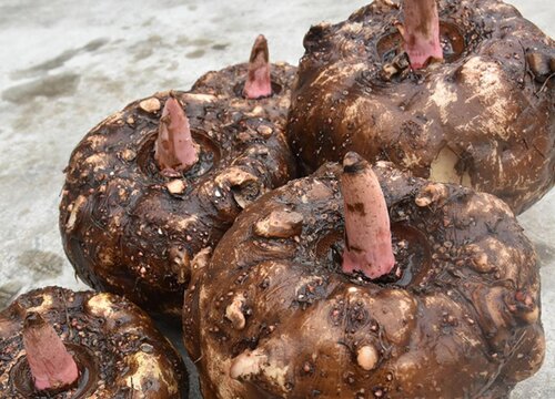 1亩魔芋种植利润分析