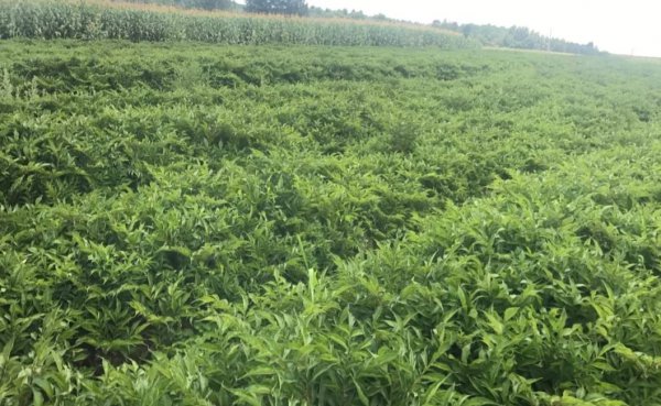 1亩魔芋种植利润分析