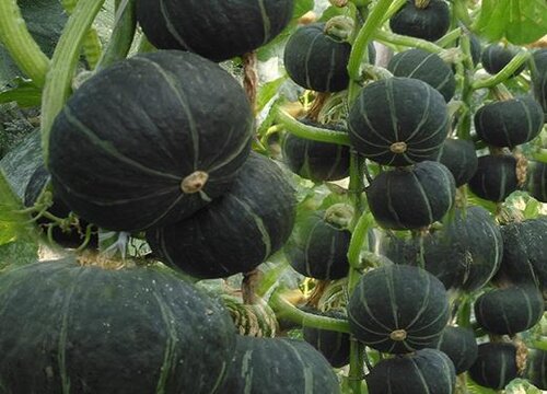 南瓜如何栽培和管理才能高产