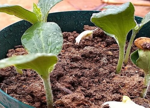 南瓜如何栽培和管理才能高产