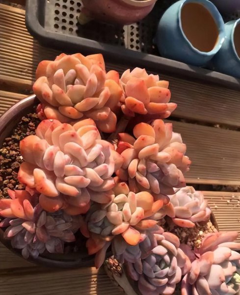 橙梦露多肉家养方法和注意事项