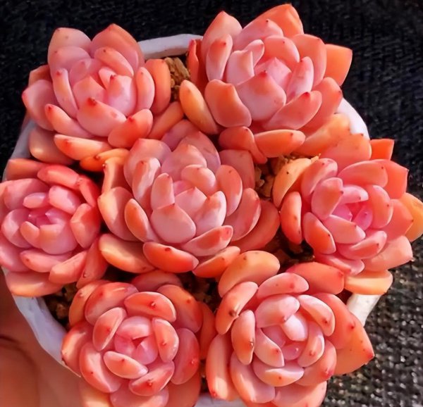 橙梦露多肉家养方法和注意事项