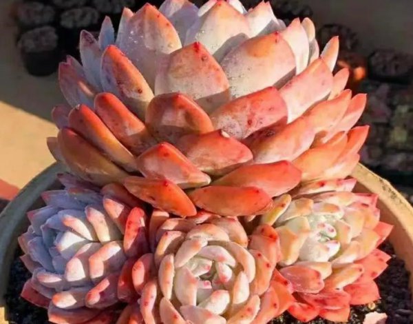 橙梦露多肉家养方法和注意事项