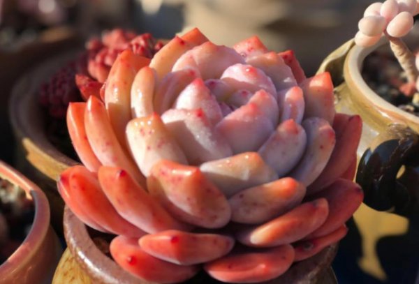 橙梦露多肉家养方法和注意事项