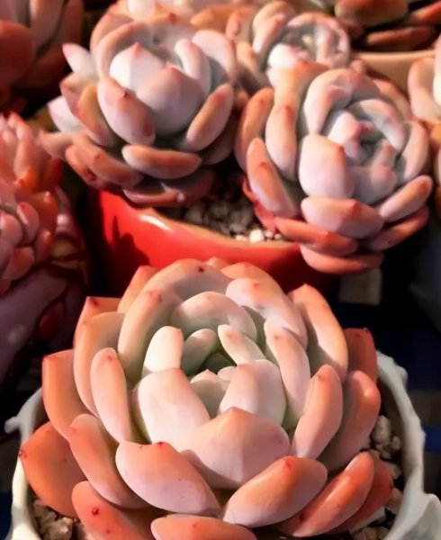 橙梦露多肉家养方法和注意事项